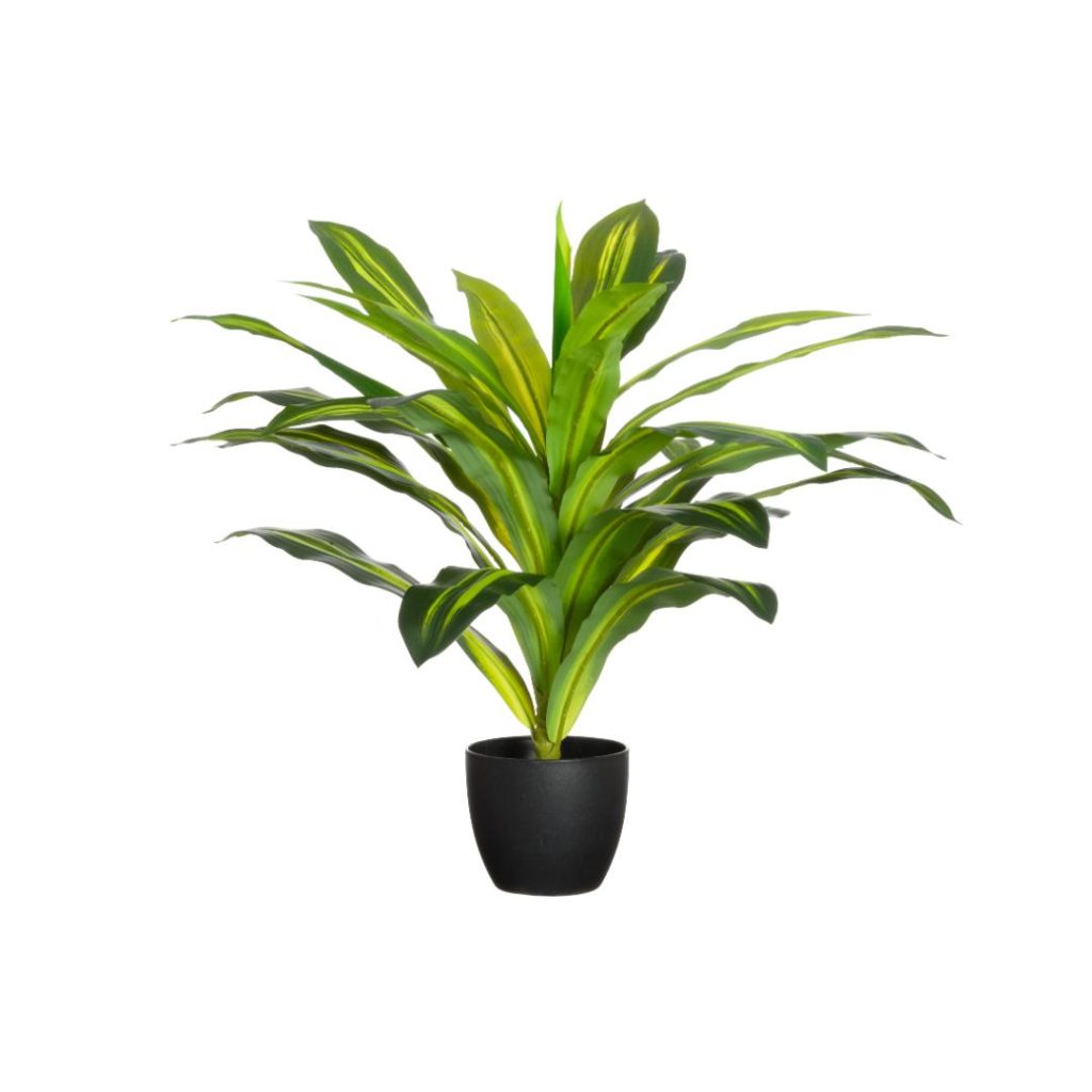 4living dracaena i potte 60 cm